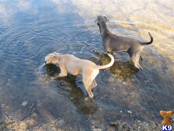 Blu,  Trax,  and Spur